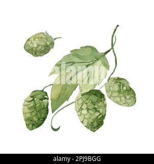 Aquarelldarstellung von Hopfen. Grüne Hopfenzapfen isoliert auf weißem Hintergrund. Bierproduktion. Stockfoto
