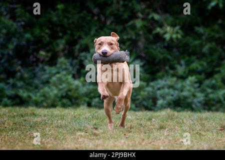 Porträts eines Fox Red Labrador während einer Schusshunde-Trainingseinheit. Stockfoto