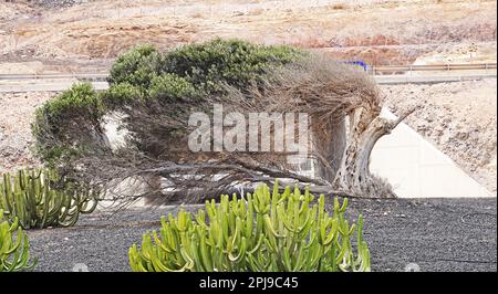 Busch vom Wind geschlagen in einem Kreisverkehr in El Salmo, Fuerteventura, Kanarischen Inseln, Spanien, Europa Stockfoto