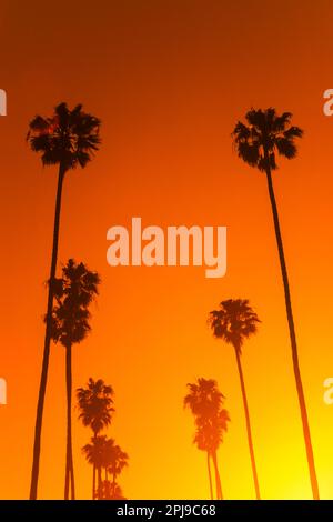 HOHE PALMEN BEVERLY HILLS-LOS ANGELES-KALIFORNIEN-USA Stockfoto