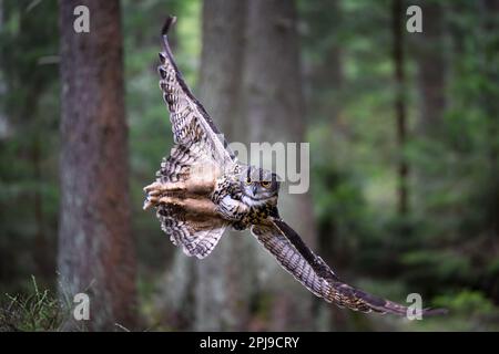 Die Uhu landet in den Wäldern auf einem Stumpf. Stockfoto