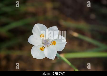 Die Blüte der afrikanischen Iris, der zweiwöchigen Lilie oder der morea Iris Stockfoto