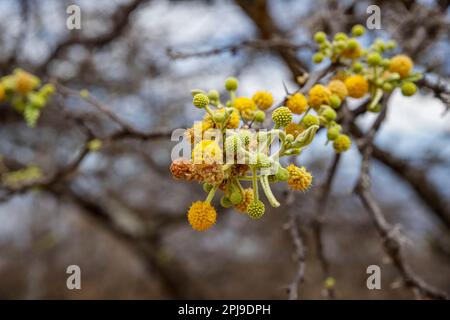 Die Blüten von Akazien, Mimosen, Stacheln oder Kehlen Stockfoto