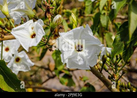 Die Blüte von ipomoea arborescens, der Morgenbaum, Cazahuatl oder Cazahuate Stockfoto