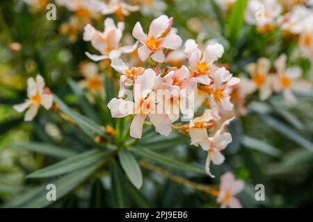 Die Blüten von nerium Oleander, Oleander oder nerium Stockfoto