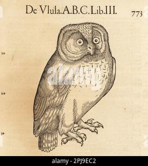 Tawny-Eule oder Brauneule, Strix aluco (Ulula aluco). De avibus, de Ulula, Stockeul, Nachteul, Waldkauz, Eule, huhu, puszzyk, Puszczyk. Holzschnitt-Gravur nach einer Illustration von Lucas Schan und Conrad Gessner aus Conrad Gessner's Historiae Animalium, De avium natura, (Naturgeschichte der Tiere: Vögel), Frankfurt, Wechel for Cambier, 1585. Stockfoto