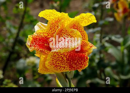 Die Blüte von Canna indica, indianischem Schuss, afrikanischer Pfeilwurz, essbarer Canna, lila Pfeilwurz oder sierra leone Pfeilwurz Stockfoto