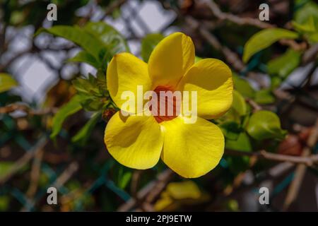 Die Blüte von allamanda cathartica, goldene Trompete, gewöhnliche Trompete oder gelber allamanda Stockfoto