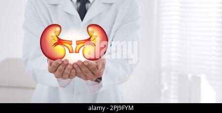 Nahaufnahme des Arztes in Innenräumen und Darstellung der Nieren, Platz für Text. Bannerdesign Stockfoto