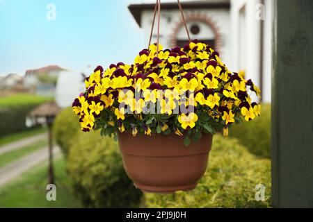 Wunderschöne Violenblumen im Topf, die neben dem Haus hängen Stockfoto