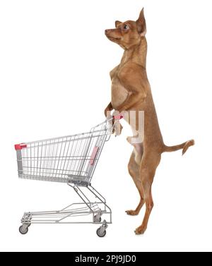 Süßer Hund und Einkaufswagen auf weißem Hintergrund Stockfoto