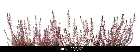 Heidekraut mit wunderschönen Blumen auf weißem Hintergrund. Bannerdesign Stockfoto