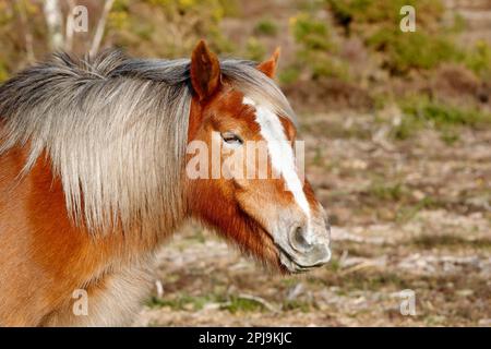 Braunes New Forest Pony mit weißer Stirn im Gras, Kopfschuss, nach rechts gerichtet Stockfoto