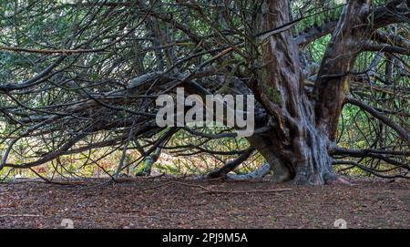 Yew Tree in Newlands Corner, Surrey Hills Stockfoto