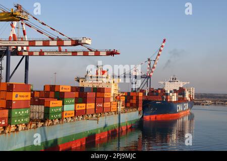 Livorno, Italien - 08 20 2023: Containerterminal mit verstauten Containern verschiedener Verlader-Portalkräne und Trägerschiffe in Livorno. In hori Stockfoto