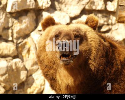 Braunbär-Nahaufnahme in den Bergen. Vorderansicht eines Braunbärkopfes, auch Grizzly genannt Stockfoto