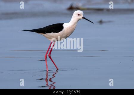 Schwarzflügelpfahl (Himantopus himantopus) in der Nähe von Nalsarovar in Gujarat, Indien Stockfoto