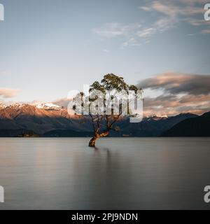 Wunderschöner Baum im Lake Wanaka, aufgenommen bei Sonnenaufgang. Langzeitbelichtung. Reisekonzept, Neuseeland. Stockfoto