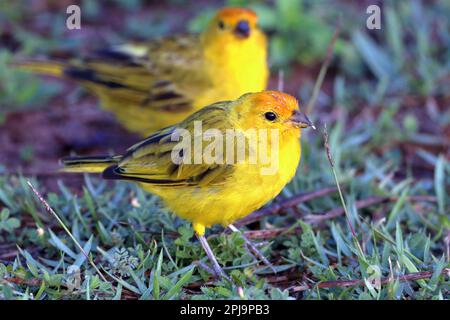 Männlicher Saffron Finch (Sicalis flaveola) auf Gras. Im Hintergrund ein weiterer unscharfer Mann Stockfoto