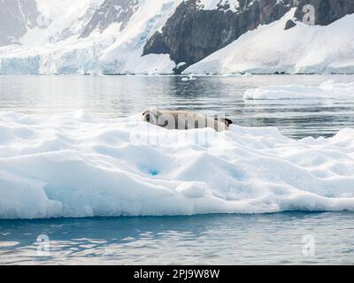 Krabbenesser, Lobodon carcinophagus, ruht auf einem Stück schwimmende Eis in Andvord Bay, Antarktische Halbinsel, Antarktis Stockfoto