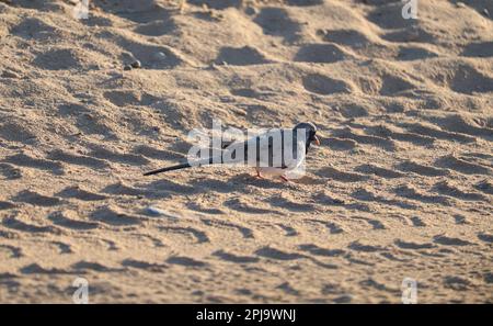 Namaquataube (Oena capensis) Stockfoto