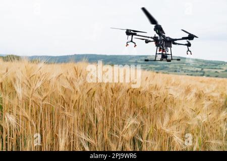 Die Drohne fliegt über das Weizenfeld. Intelligente Landwirtschaft und Präzisionslandwirtschaft. Hochwertiges Foto Stockfoto