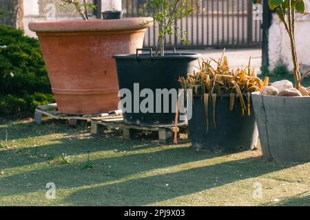 Riesige Blumentöpfe mit verschiedenen Pflanzen von Blumen Bäumen und Sträuchern im Garten des Hauses. Pflanzen im Freien anbauen. Pflanzen in schlechtem Zustand in Stockfoto