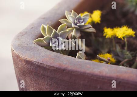 Blühende echeveria blüht saftig mit gelben Blüten in Blüte, die in Blumentopf in einem botanischen Garten wachsen. Graptopetalum paraguayense o sedum Stockfoto