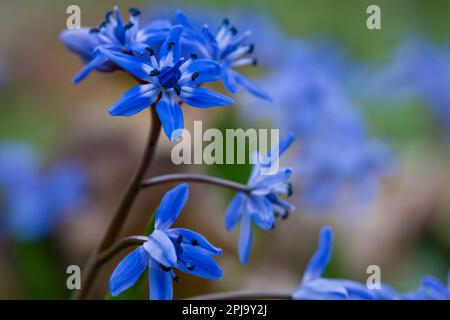 Wunderschöne Frühlingsblumen mit blauen Blütenblättern, Makrofoto Stockfoto