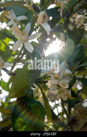 Die Sonnenstrahlen, die durch die Äste eines blühenden Orangenbaums fließen. Stockfoto