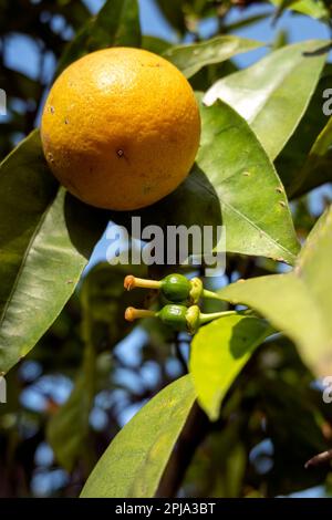 Eine Orange auf dem Baum mit zwei anderen kleinen Orangen, die langsam wachsen Stockfoto