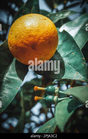 Eine Orange auf dem Baum mit zwei anderen kleinen Orangen, die langsam wachsen Stockfoto