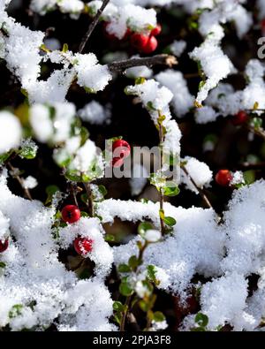Rote Beeren mit Schnee im Winter. Schnee schmilzt in der Morgensonne auf einem pyracantha-Busch bedeckt mit leuchtend roten Beeren. Stockfoto