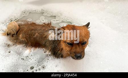 Spitz-Hund nimmt ein Schaumbad. Den Hund in einem Schaumbad baden. Ein Haustier. Stockfoto