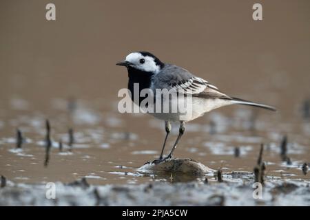 Der Weiße Schwanz (Motacilla alba), der kleine Passerinvogel der Familie Motacillidae. Stockfoto