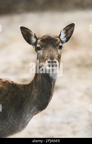 Hirschporträt, das in die Kamera schaut, wildes brachliegendes Fawn, Dama dama. Natur im Freien Stockfoto