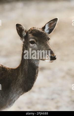 Rotwild-Porträt, wildes Dama-Dama-Fawn. Natur von Wildtieren im Freien Stockfoto