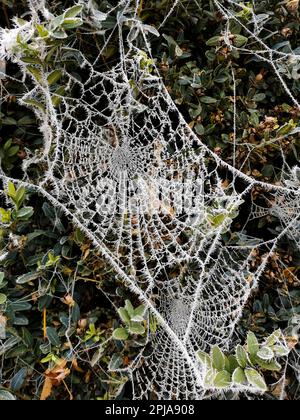 Gefrorenes Spinnennetz im Winter Stockfoto