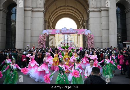 Tianjin, China. 31. März 2023. (230401) -- TIANJIN, 1. April 2023 (Xinhua) -- Eine Floßparade findet im historischen Stadtgebiet Wudadao oder den fünf großen Avenues in Nordchina in Tianjin statt, 31. März 2023. Das historische Stadtgebiet Wudadao oder die fünf Großen Avenues im Norden Chinas in Tianjin lockten vor kurzem während der Blütezeit der chinesischen blühenden Krabben Scharen von Besuchern an. Um den durch die Blüten ausgelösten Tourismusboom weiter zu nutzen, startete der Bezirk Heping in Tianjin von März 31 bis April 9 eine Reihe von Veranstaltungen zum Thema Chinesische blühende Krabben mit Float pa Stockfoto