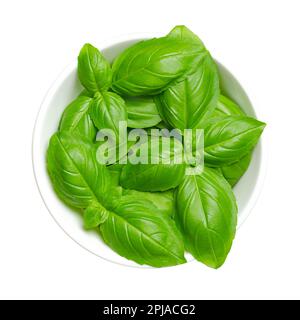 Frische grüne, süße Basilikumblätter in einer weißen Schüssel. Ocimum basilicum, ein kulinarisches Kraut in der Minzfamilie, auch bekannt als großes Basilikum oder Genovesisches Basilikum. Stockfoto