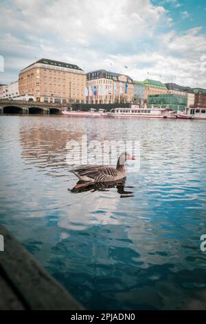 Eine Graugans schwimmt auf der hamburger Binnenalster Stockfoto