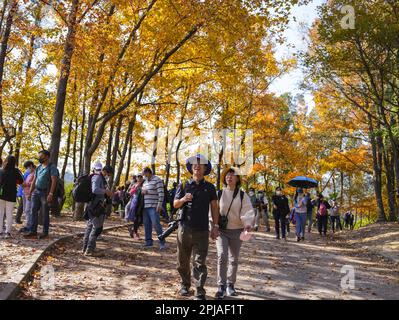 Besucher besuchen Tai Tong Sweet Gum Woods im Süden von Yuen Long und im Norden des Tai Lam Chung Reservoir. Von Ende November bis Januar färben sich die süßen Gummiholzblätter rot. 27DEC22 SCMP/Sam Tsang Stockfoto