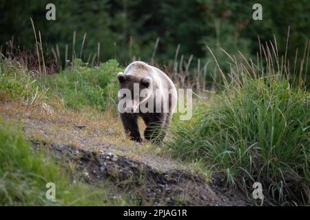 Ein bezauberndes braunes Bärenjunges geht entlang eines Schotterpfads am Rande der Sedge Wiow und folgt seiner Mutter auf der Suche nach Nahrung auf dem Weg zum Fluss. Stockfoto