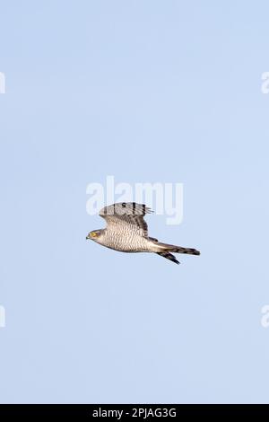 Sperber (Accipiter nisus), fliegende Jagd auf Cley Norfolk UK GB, März 2023 Stockfoto