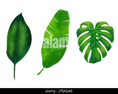 Aquarell tropische Blätter Illustration Set mit grünen Monstera und Bananenblättern für Hochzeitsgegenstände, Grüße, Tapeten, Mode, Hintergrund, Stockfoto