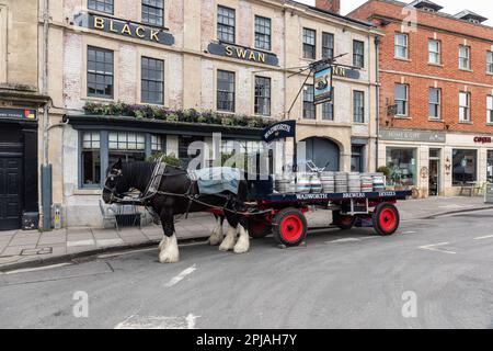 2 große Shire-Pferde, die ein Dray mit Wadworth-Bier aus der Region ziehen und an lokale Pubs und Gasthäuser, Devizes, Wiltshire, England, Großbritannien liefern Stockfoto