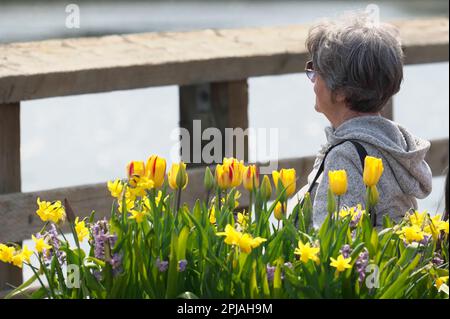 Eine weiße Frau mittleren Alters, die ruhig neben gelben Blumen sitzt, während sie im Rocky Point Park, Port Moody, B.C., Kanada, über das Wasser blickt. Stockfoto