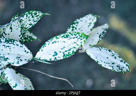 Dracaena surculosa Lindl, Goldstaubdracaena oder zweifarbige Dracaena oder zweifarbige Pflanze Stockfoto