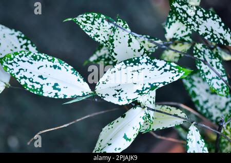 Dracaena surculosa Lindl, Goldstaubdracaena oder zweifarbige Dracaena oder zweifarbige Pflanze Stockfoto