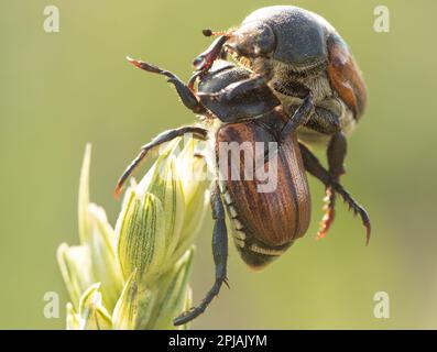 Zerstörerische Kraft von Sitophilus granarius, der sich von Weizenkörnern ernährt. Das winzige Insekt mag klein sein, aber seine Auswirkungen auf die Ernteerträge können verheerend sein Stockfoto